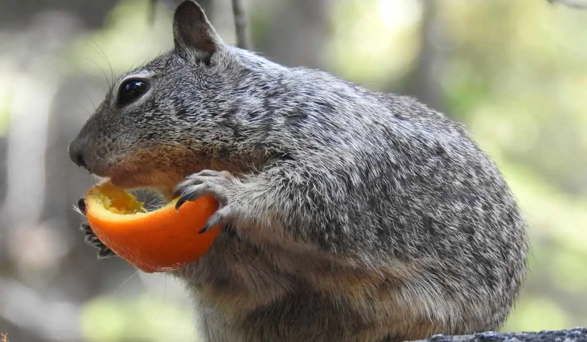 Animals Eat Oranges