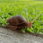 Do Snails Eat Grass? Discover the Truth and Protect Lawn Today