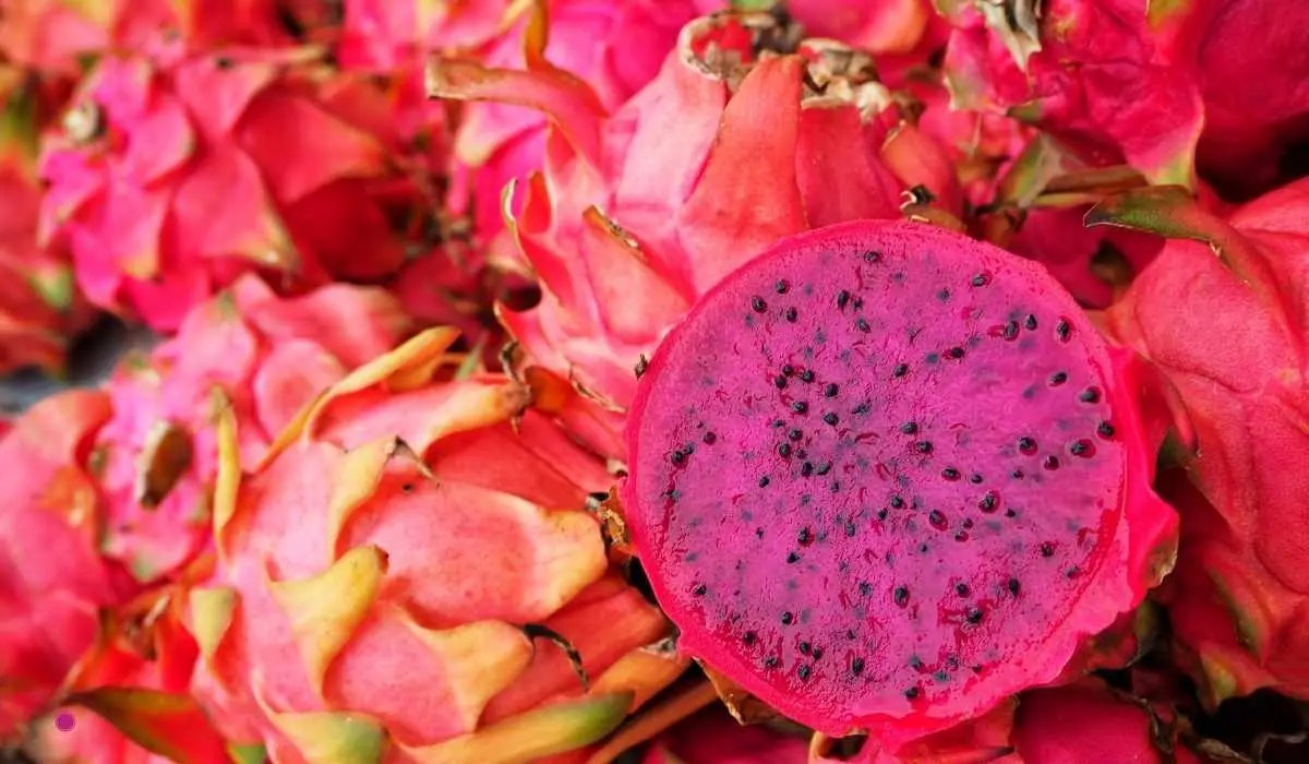 Dragon Fruits in Season