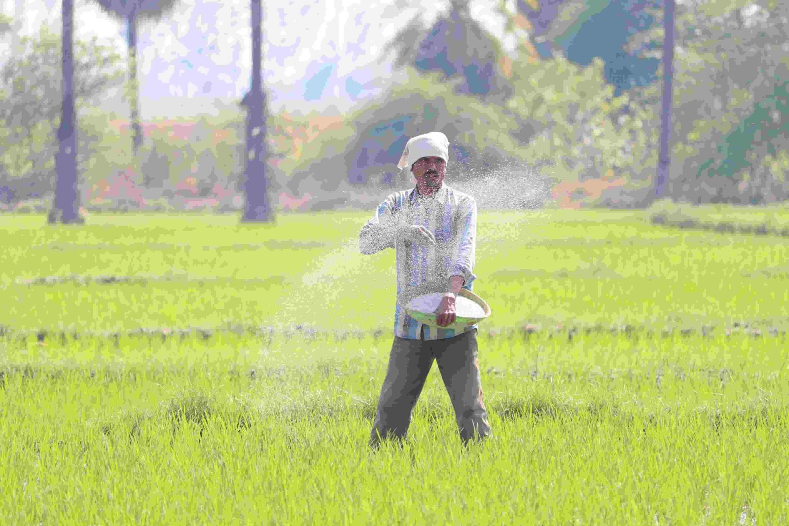 Fertilize Grass Seed