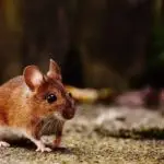 How to Get Rid of Mice in the Garden Shed