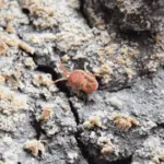 How to Get Rid of Soil Mites: Proven Solutions for a Healthy Garden