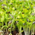 How to Grow Grass from Seed in Florida: A Complete Guide for Homeowners