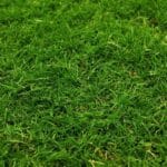 How to Read Bentgrass Greens Like a Pro A Step by Step Guide 1