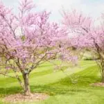 How to Propagate Redbud Trees: Easy Steps for Success