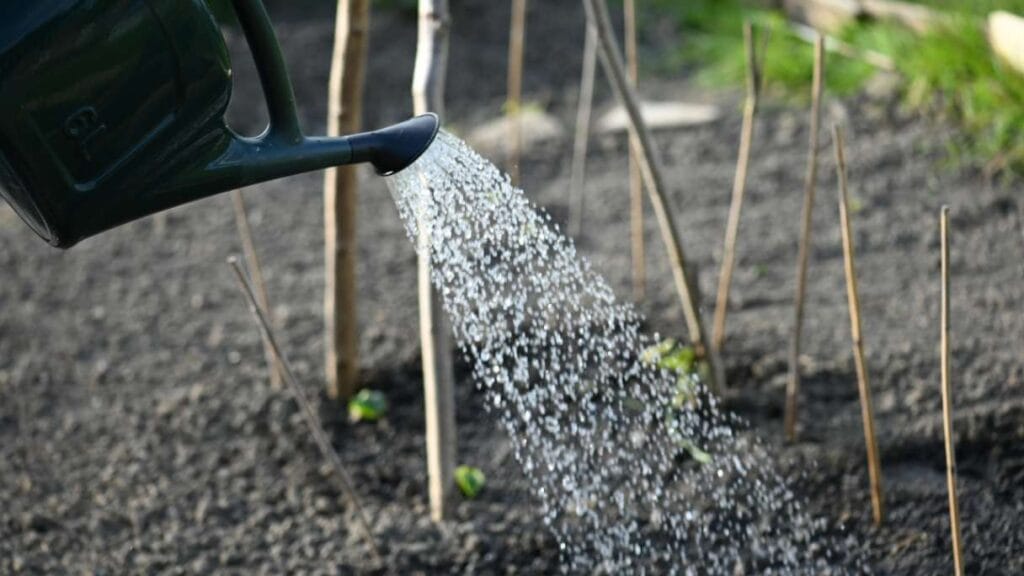 How Often to Water New Grass Seed: A Complete Guide