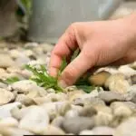 How to Keep Weeds Out of a Rock Garden: A Comprehensive Guide