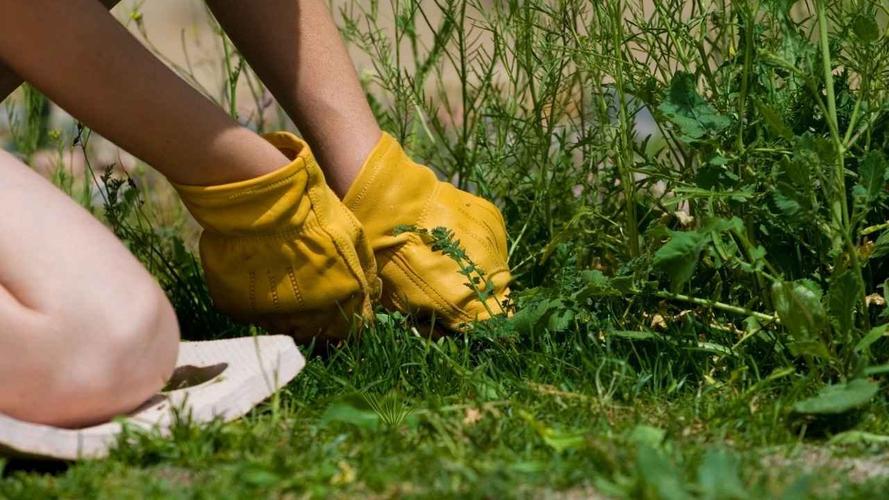 Best Time to Plant Zoysia Grass