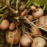 Why Are Ants on My Potato Plants? Easy Solutions Explained