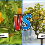 Lemon Bush vs Lemon Tree: Which One Suits Your Garden Best?