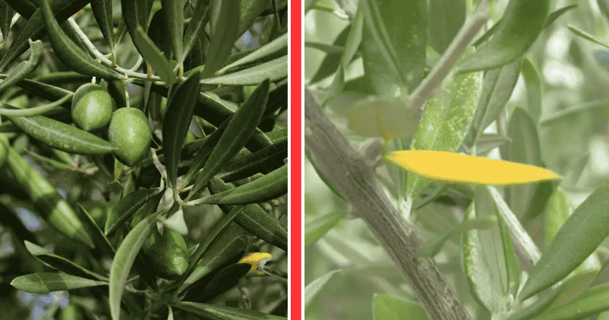 olive tree leaves curling