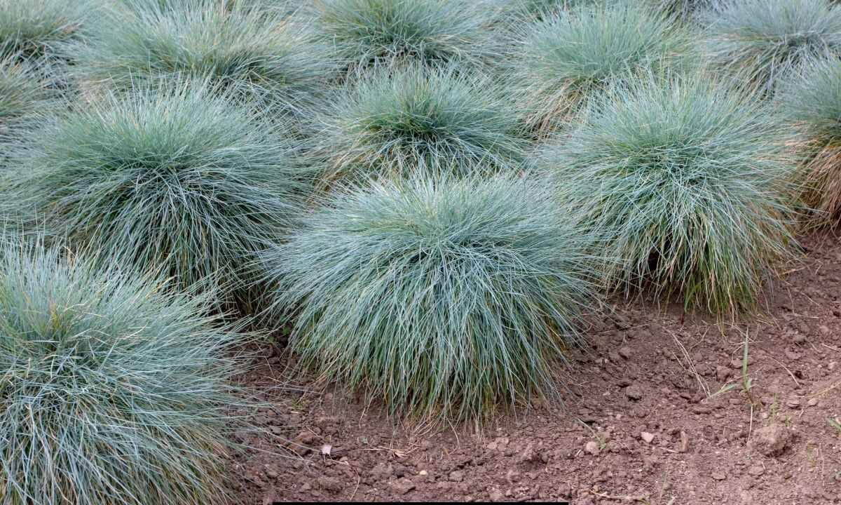 An image of Fine Fescue vs Tall Fescue grass