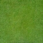 When Should You Plant Bermuda Grass: A Complete Guide