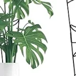 Top 10 best Best Indoor Plant Support to buy