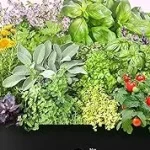 Top 10 best Compact Vegetable Garden For Apartment