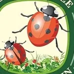 Top 10 best Pesticide-Free Garden Tools