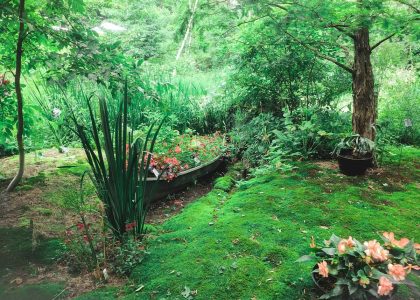Sprinkler Watering Large Lawn