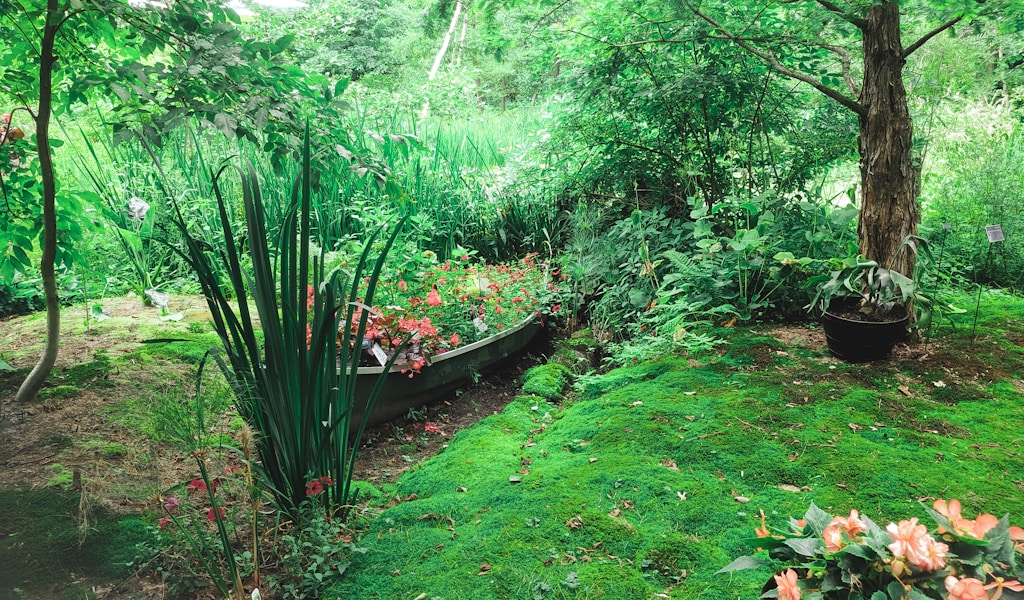 Lush thick green lawn - best natural weed prevention through dense healthy turf