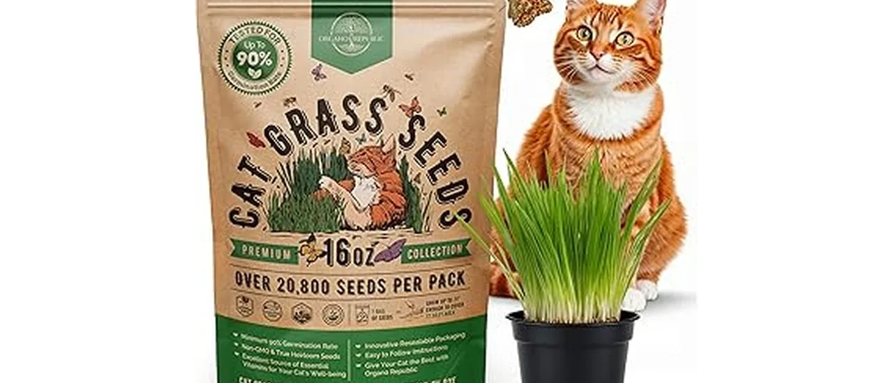 Best 7 Grass Seeds for Homeowners