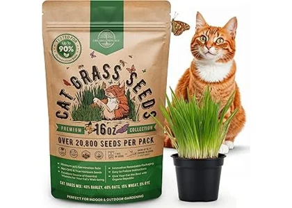 Best 7 Grass Seeds for Homeowners