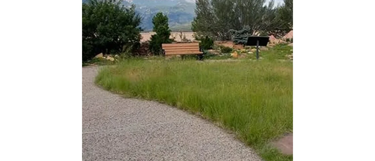 Most Popular 7 Grass Seeds for Drought-prone Areas