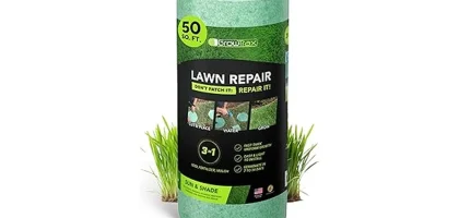 Most Popular 7 Grass Seeds for Overseeding an Existing Lawn