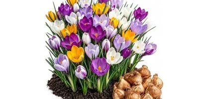 The image shows colorful perennial flower bulbs ready for fall planting to ensure a beautiful spring garden.