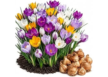 The image shows colorful perennial flower bulbs ready for fall planting to ensure a beautiful spring garden.