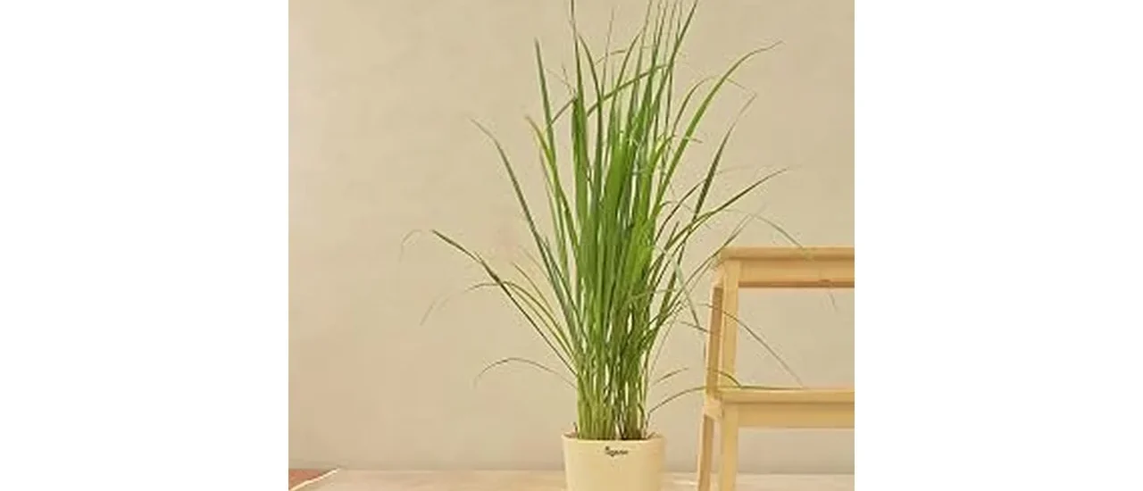 Best Selling 10 Lemongrass Plants for Mosquitoes