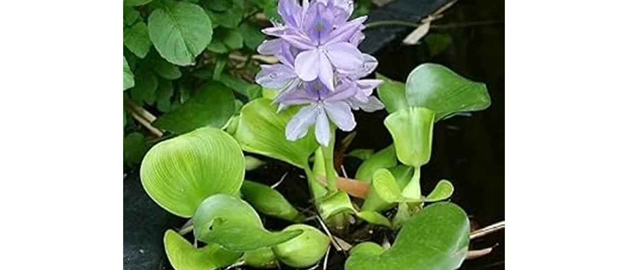 Most Popular 10 Pond Plants